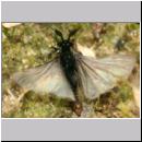 Stylops melittae - Faecherfluegler m05 5mm.jpg